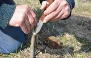 The Budding Knife: An Essential Gardening Tool a gardener using a budding knife