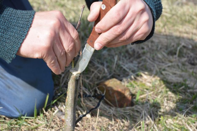 a gardener using a budding knife